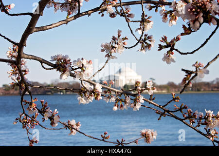 Eine japanische Blüte Kirschbaum vor Spitze Blüte mit dem Jefferson Memorial entlang der Tidal Basin auf der National Mall in Washington, D.C. am 22. März 2017. Stockfoto