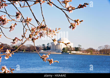 Eine japanische Blüte Kirschbaum vor Spitze Blüte mit dem Jefferson Memorial im Hintergrund entlang der Tidal Basin auf der National Mall in Washington, D.C. am 22. März 2017. Stockfoto