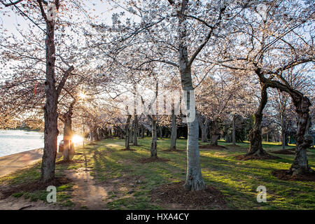 Japanische Kirschblüte Bäume vor dem Gipfel blühen entlang der Tidal Basin auf der National Mall in Washington, D.C. am 22. März 2017. Stockfoto