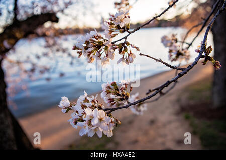 Japanische Cherry Blossom Baum vor dem Gipfel blühen entlang der Tidal Basin auf der National Mall in Washington, D.C. am 22. März 2017. Stockfoto