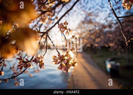 Japanische Cherry Blossom Baum vor dem Gipfel blühen entlang der Tidal Basin auf der National Mall in Washington, D.C. am 22. März 2017. Stockfoto