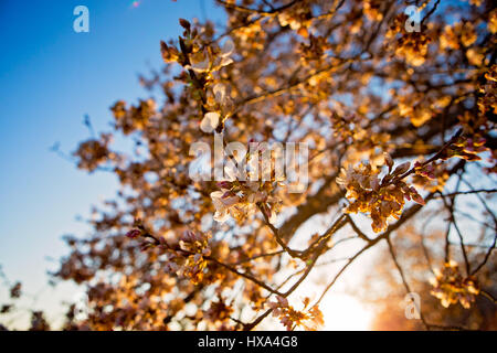 Japanische Cherry Blossom Baum vor dem Gipfel blühen entlang der Tidal Basin auf der National Mall in Washington, D.C. am 22. März 2017. Stockfoto