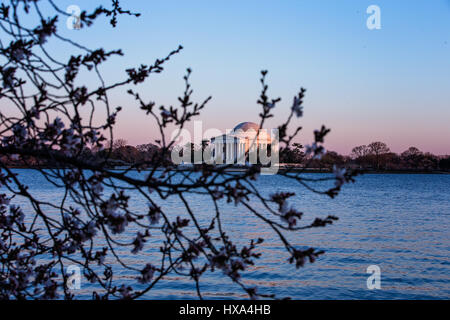 Eine japanische Blüte Kirschbaum vor Spitze Blüte mit dem Jefferson Memorial im Hintergrund entlang der Tidal Basin auf der National Mall in Washington, D.C. am 22. März 2017. Stockfoto