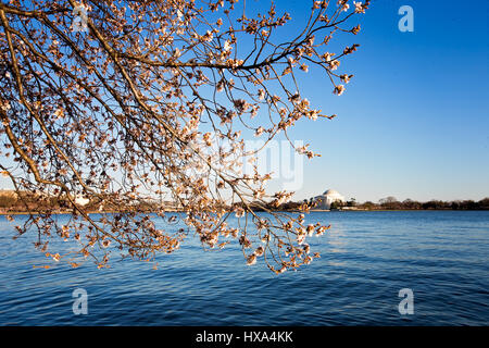 Eine japanische Blüte Kirschbaum vor Spitze Blüte mit dem Jefferson Memorial im Hintergrund entlang der Tidal Basin auf der National Mall in Washington, D.C. am 22. März 2017. Stockfoto