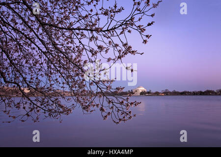 Eine japanische Blüte Kirschbaum vor Spitze Blüte mit dem Jefferson Memorial im Hintergrund entlang der Tidal Basin auf der National Mall in Washington, D.C. am 22. März 2017. Stockfoto