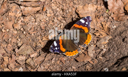 schöne Schmetterling Stockfoto