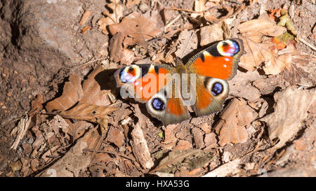 schöne Schmetterling Stockfoto