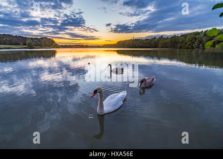 Schwäne Stockfoto