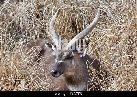 Lesser Kudu (Tragelaphus Imberbis Australis) im hohen Gras Stockfoto