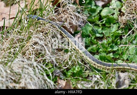 Garter Snake (Thamnophis) glitt durch Rasen Stockfoto