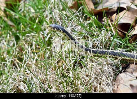 Garter Snake (Thamnophis) glitt durch Rasen Stockfoto