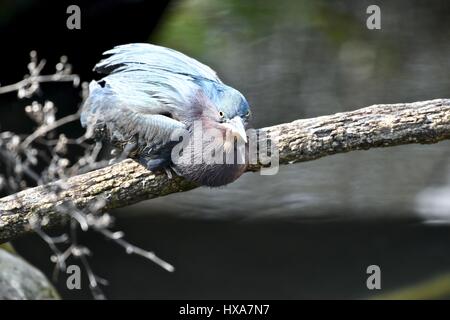 Grün-Heron (Butorides Virescens) thront auf einem Ast Stockfoto