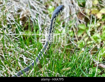 Garter Snake (Thamnophis) glitt durch Rasen Stockfoto