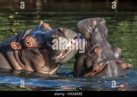 Junge Flusspferde spielen in den Gewässern von St. Lucia Estuary in Südafrika. Stockfoto