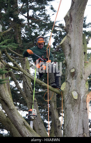 Ein Baumpfleger genutzt, ein großer Baum in einem Garten abschneiden große Äste, der ganze Baum in Flintshire, Wales zu machen Stockfoto