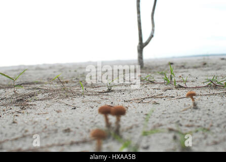 Kleiner Pilz am Strand Stockfoto