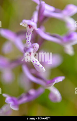 Wilde Orchidee in Sardinien, wächst im Unterholz natürliche Hybride. Stockfoto