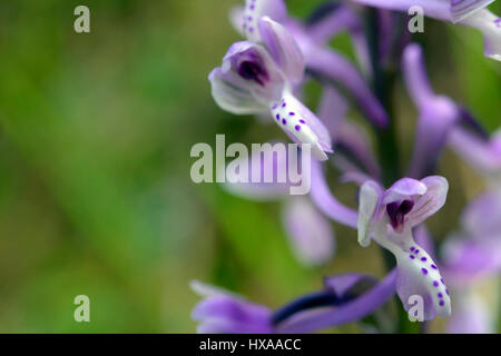 Wilde Orchidee in Sardinien, wächst im Unterholz natürliche Hybride. Stockfoto