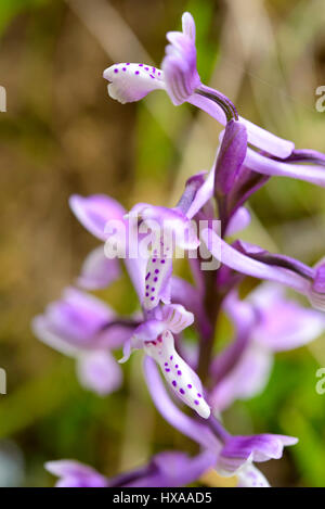 Wilde Orchidee in Sardinien, wächst im Unterholz natürliche Hybride. Stockfoto