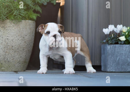 Bulldog Welpen stehen Stockfoto