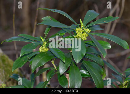 Wolfsmilch Laurel - Daphne Laureola, im Cotswold Wald Stockfoto