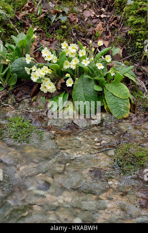 Primel - Primula Vulgaris wächst von Cotswold Wald Stream Stockfoto