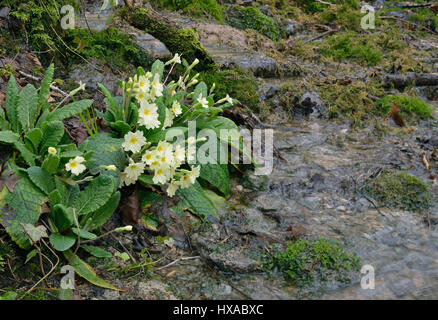 Primel - Primula Vulgaris wächst von Cotswold Wald Stream Stockfoto