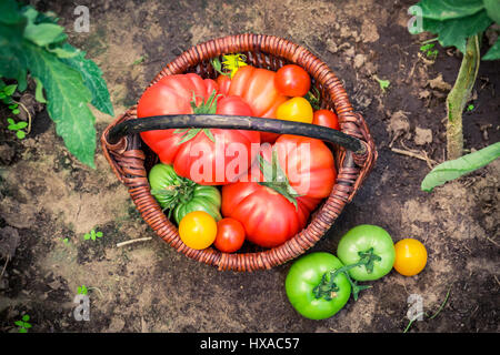 Reife Tomaten in Weidenkorb auf Boden Stockfoto