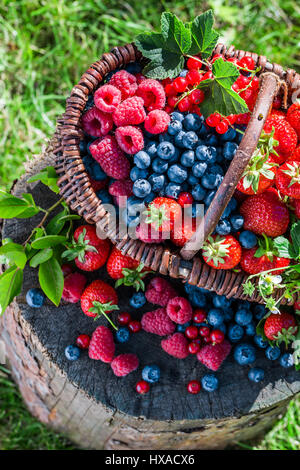 Frische Beeren im Korb auf alten hölzernen Stamm Stockfoto