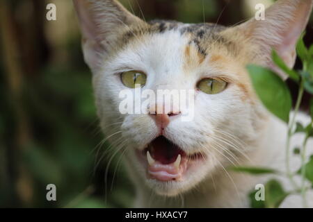 Süße Katze Stockfoto