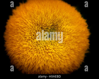 Nahaufnahme von Teddybär Sonnenblume. Stockfoto
