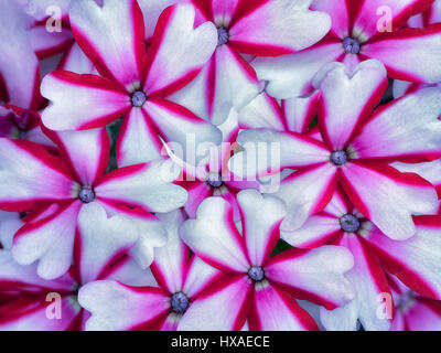 Nahaufnahme von roten und weißen Blüten von Phlox. Stockfoto