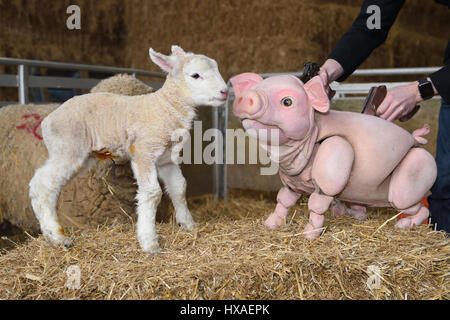 Baby Schwein das Schaf Marionette trifft echte live Lämmer und Ferkel nach unten auf dem Bauernhof, Presse-Shooting für Wyvern Theatre, wo die Show stattfinden wird. Stockfoto