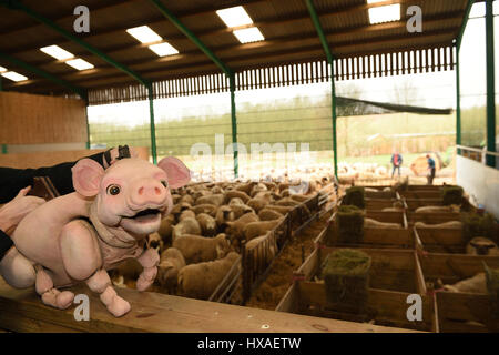 Baby Schwein das Schaf Marionette trifft echte live Lämmer und Ferkel nach unten auf dem Bauernhof, Presse-Shooting für Wyvern Theatre, wo die Show stattfinden wird. Stockfoto