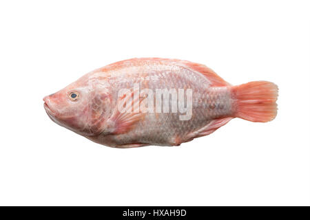Roter Buntbarsch Fisch isoliert auf weißem Hintergrund. Ansicht von oben Stockfoto