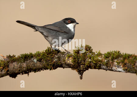 Sylvia melanocephala Stockfoto