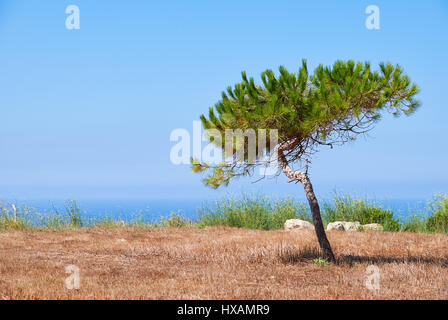 Eine einsame Kiefer vom Wind auf die Politik der verbrannten Erde an der Mittelmeerküste in der Nähe von megalithischen Tempel Hagar Qim, Malta wächst Stockfoto