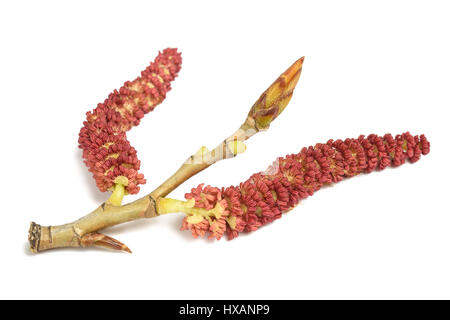 Kätzchen an und Knospen von roten Pappel Zweig isoliert auf weiss Stockfoto