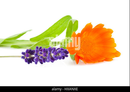 Lavendel und Ringelblume Blüten isoliert auf weiss Stockfoto