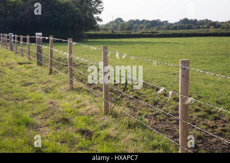 Ein Stacheldrahtzaun macht eine gute Rückenkratzer für Rinder und Schafe auf landwirtschaftlichen Flächen im Südwesten Englands Stockfoto