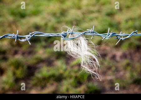 Ein Stacheldrahtzaun macht eine gute Rückenkratzer für Rinder und Schafe auf landwirtschaftlichen Flächen im Südwesten Englands Stockfoto