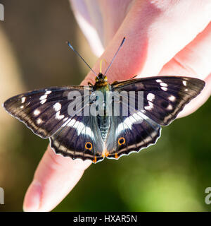 schöne Schmetterling ruht auf der Hand im Sommer Stockfoto