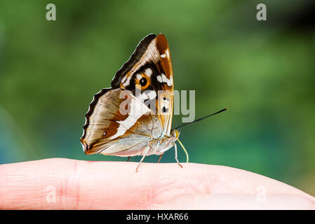 schöne Schmetterling ruht auf der Hand im Sommer Stockfoto