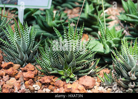 Closeup, Zebra / Haworthia Fasciata und Attenuata, saftig und trockene Pflanze Stockfoto