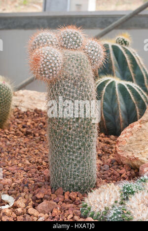 Closeup, Zylinder und Runde förmig Mammillaria Geminispina Kaktus / Cactaceae, saftig und trockene Pflanze Stockfoto