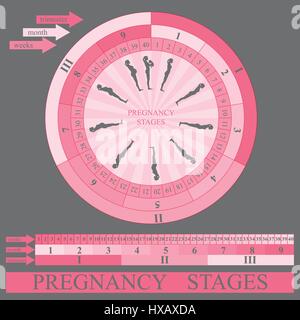 Stadien der Schwangerschaft, Vektor Stock Vektor