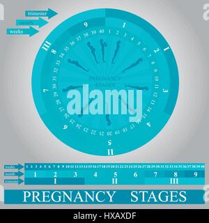 Stadien der Schwangerschaft, Vektor Stock Vektor