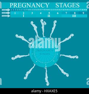 Stadien der Schwangerschaft, Vektor Stock Vektor