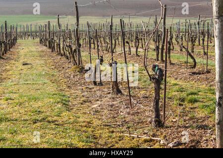 Weinberge im Frühjahr. Vorbereitung für das Wachstum der Trauben. Arbeiten auf dem Weinberg Stockfoto