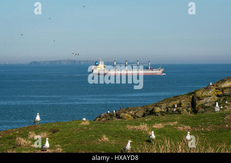 Containerschiff, Erhabene zwischen Insel und Insel, mit Craigleith Papageientaucher, Fratercula arctica und Möwen Stockfoto